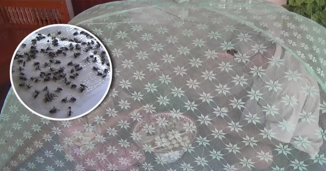 พระ – ชาวบ้านเดือดร้อนหนักฝูงแมลงวันบุกนับพัน