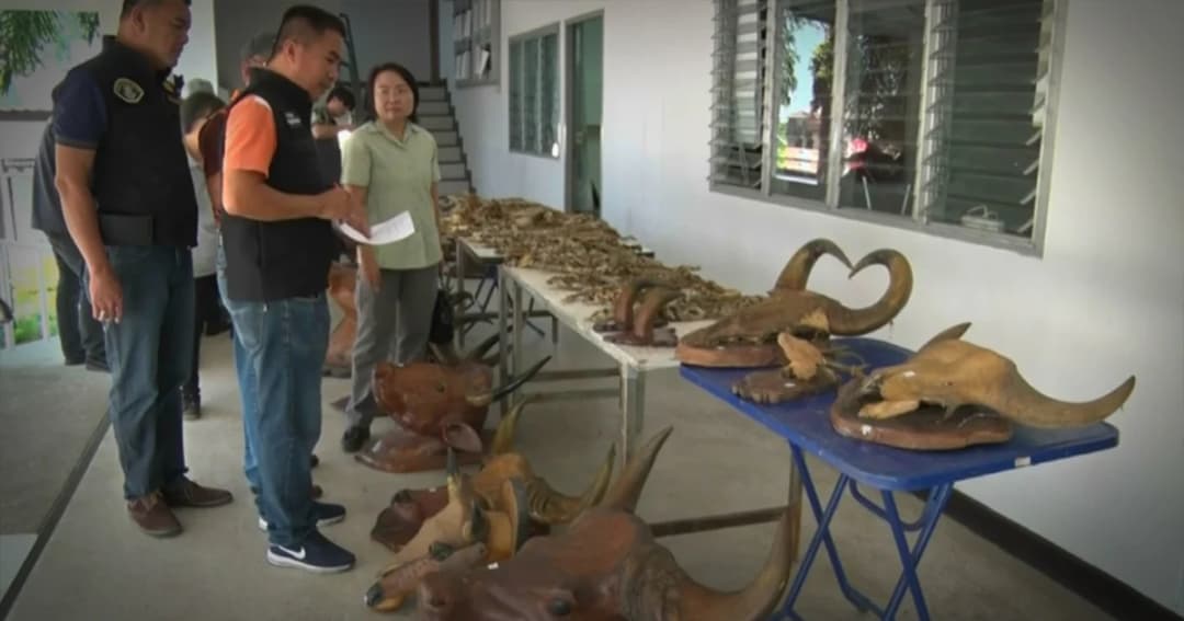 ผลออกแล้ว ! ซากหนังเสือ-เขากระทิง แจ้งข้อหานักธุรกิจดังครอบครองสัตว์ป่า