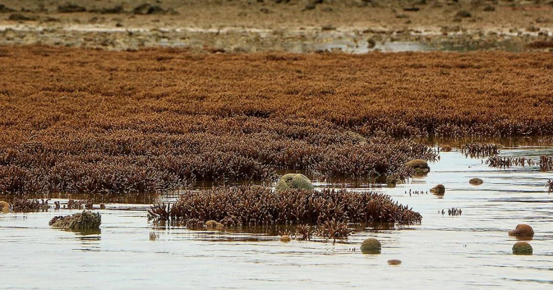 ผู้ว่าฯ ภูเก็ต ยันยังไม่มีการก่อสร้างท่าเรือมารีน่าอ่าวกุ้ง ในทุ่งปะการัง