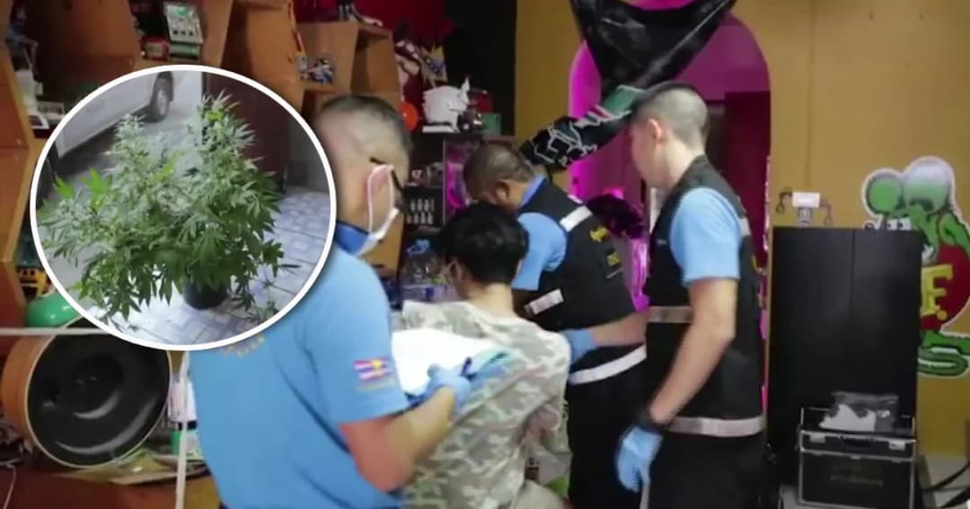 รวบหนุ่มหัวใส ปลูกกัญชาออแกนิกขาย