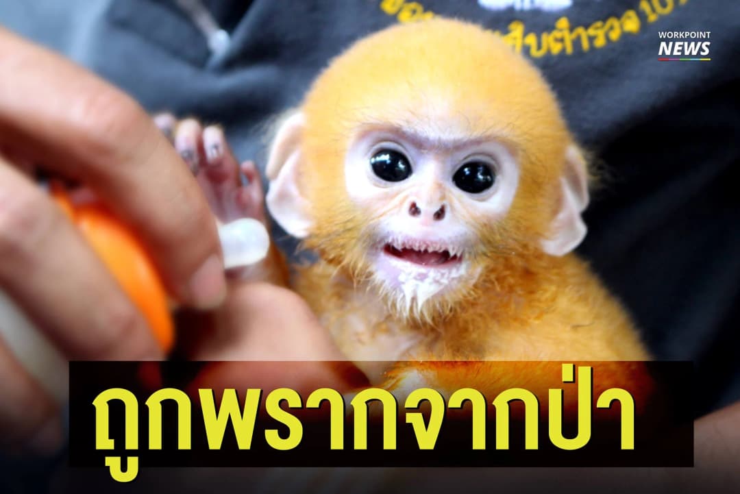 ถูกพรากจากป่า