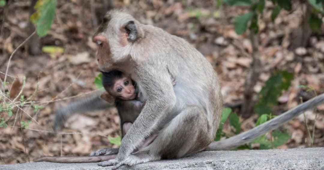 แก้ปัญหา ‘วิกฤตลิง’ 12 จังหวัดเดือดร้อนหนัก นำร่องทำหมันลิง