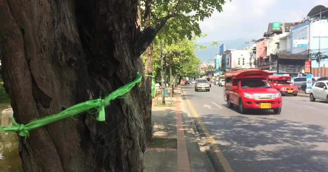 เตรียมปักธงเขียวผืนใหญ่ทั่วเชียงใหม่ ยันต้องรื้อบ้านป่าแหว่ง