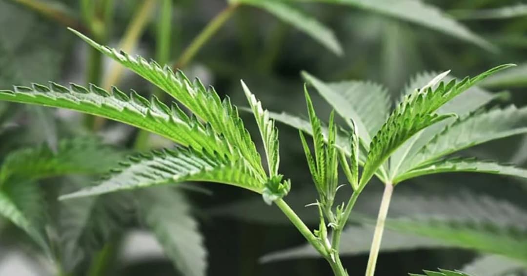 ย้ำ! “กัญชา” ยังเป็นยาเสพติด จำกัดพื้นที่ปลูก-ใช้ทางการแพทย์เท่านั้น