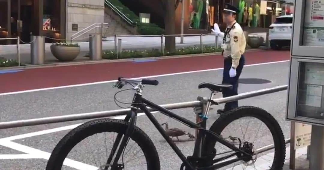 สุดน่ารัก! ตร.จราจรญี่ปุ่นโบกหยุดรถ พาครอบครัวเป็ดข้ามถนน