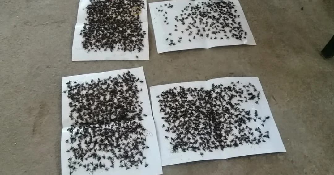 ชาวบ้านเดือดร้อน ! ฝูงแมลงวันบุก คาดเหตุจากฟาร์มไก่