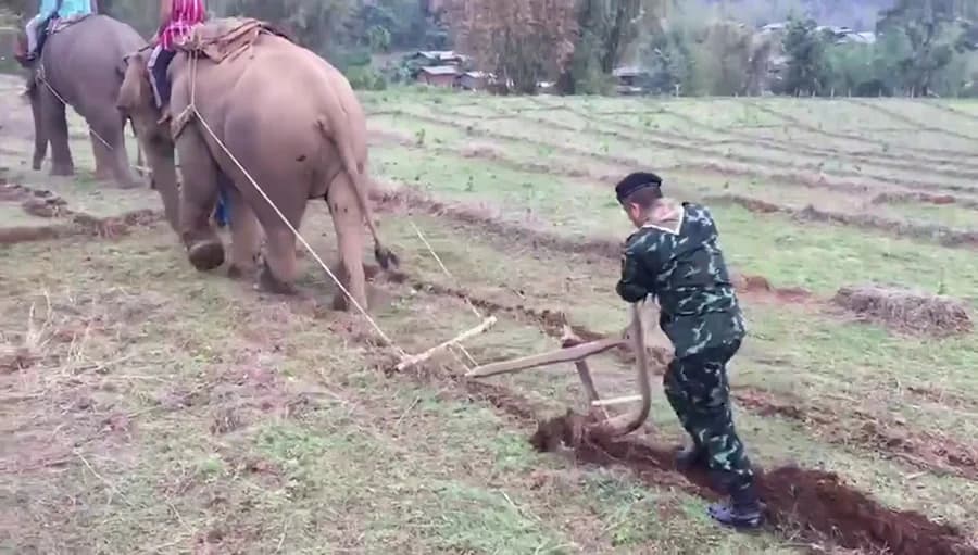 ตื่นตา! ชาวบ้านอ.อมก๋อย นำช้างมาไถนา