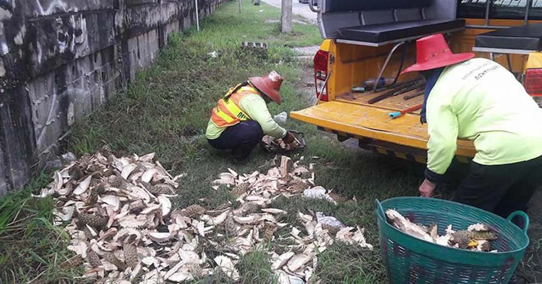 เตือน ! ทิ้งเปลือกทุเรียนไม่เป็นที่ โทษจำคุกสูงสุด 3 ปี