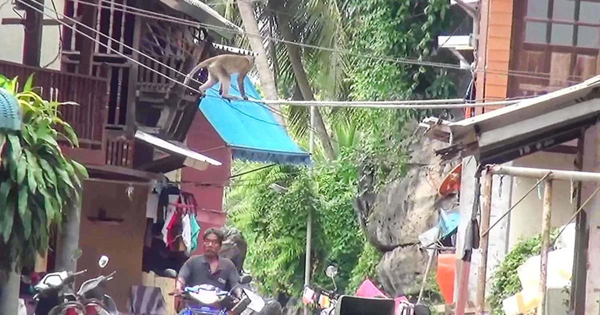 วิกฤตลิงแสมล้น อยู่กับคนไม่ได้ ไปอยู่ไหนต่อ ?