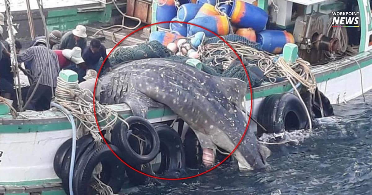 ว่อนเน็ต! คลิปเรือประมงล่าโหด ‘ฉลามวาฬ’ นทท.ร้องลั่นกดดันให้ปล่อย