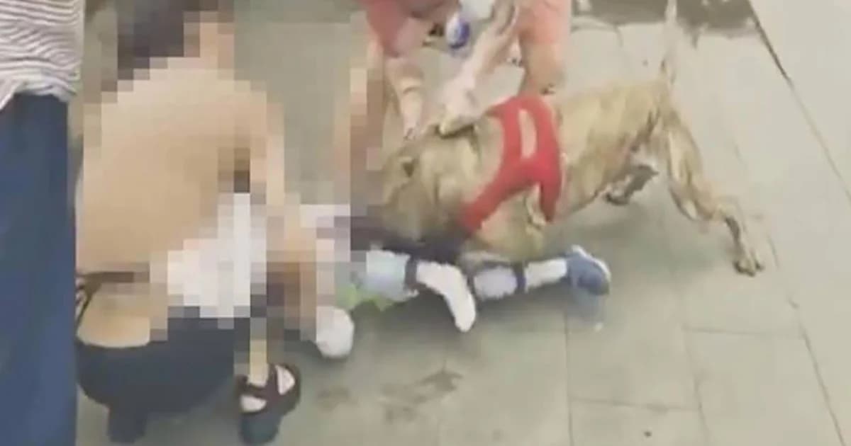 ระทึก ! ผูกพิตบูลไว้ริมทาง เด็กจีน 4 ขวบ เดินผ่านโดนขย้ำขา