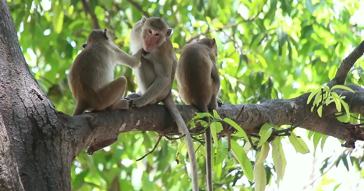 เขตห้ามล่าฯ ตรวจสอบฝูงลิงบุก รพ.สต.เกาะพลับพลา