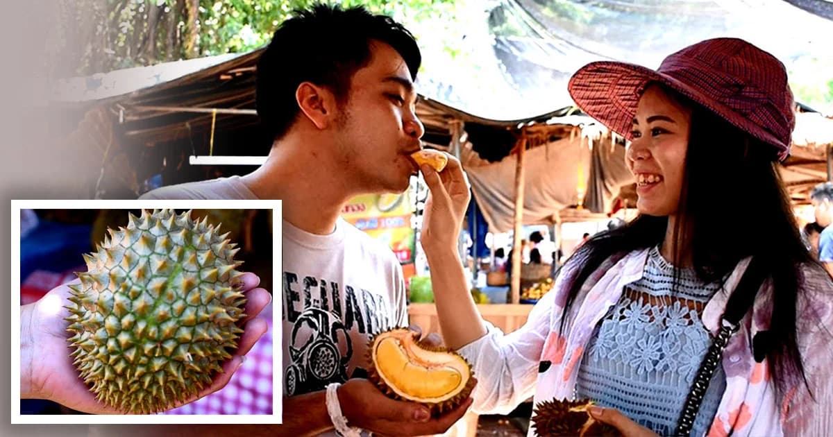 ทุเรียนหลงลับเเลจิ๋ว ลูกแค่ฝ่ามือ ! 50 บาทก็ทานได้