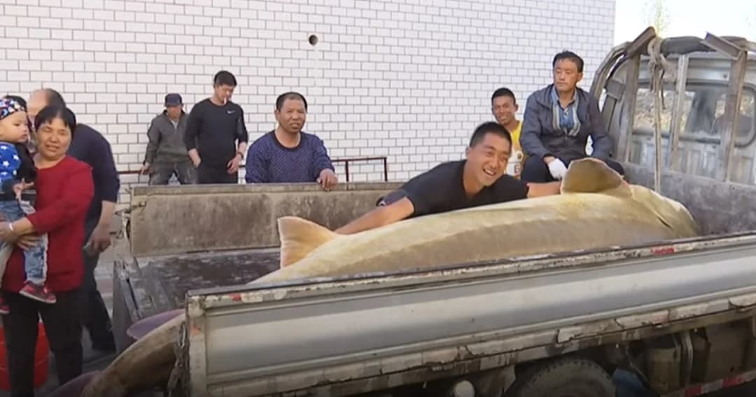 ชาวประมงจีนจับปลา ‘สเตอร์เจียน’ อายุ 100 ปี หนักกว่าครึ่งตันได้