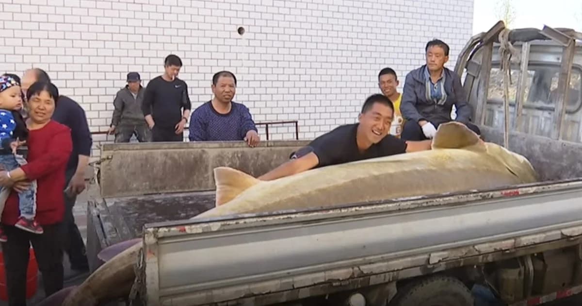 ชาวประมงจีนจับปลา ‘สเตอร์เจียน’ อายุ 100 ปี หนักกว่าครึ่งตันได้