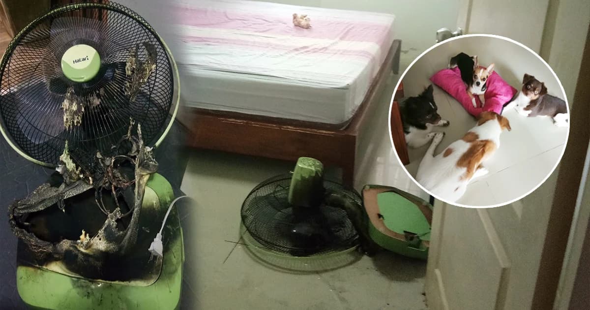 อุทาหรณ์ ! สาวเปิดพัดลมทิ้งไว้ให้สุนัข กลับมาอีกที่หวิดย่างสดยกแก๊ง