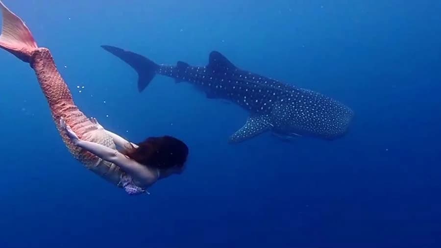 สาวสวมหางเงือก ว่ายน้ำเล่นกับฉลามวาฬ ที่ทะเลชุมพร
