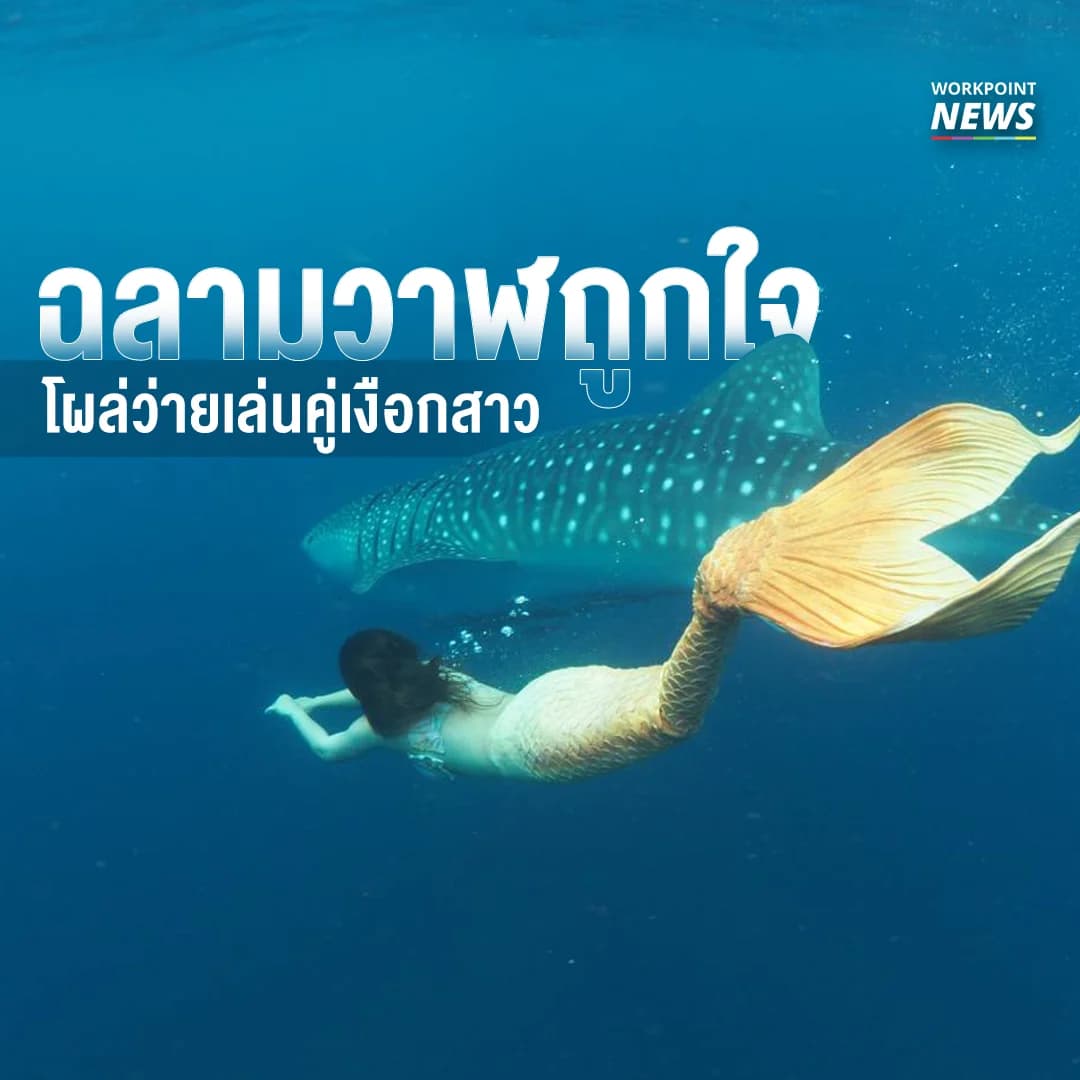 ฉลามวาฬโผล่ว่ายน้ำเล่นคู่เงือกสาว