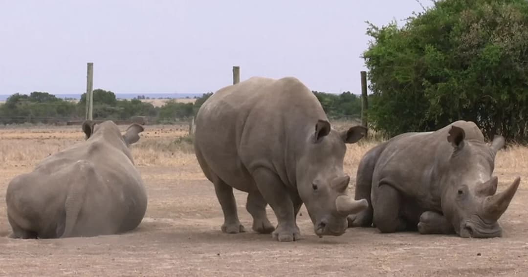 ‘แรดขาวใต้’ ตั้งท้องจากผสมเทียม หวังต่อยอดอนุรักษ์ ‘แรดขาวเหนือ’