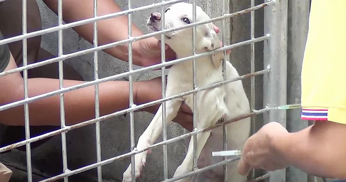 กทม.เร่งจับสุนัขจรจัด ส่งให้ศูนย์พัก จ.อุทัยธานี ดูแลต่อ