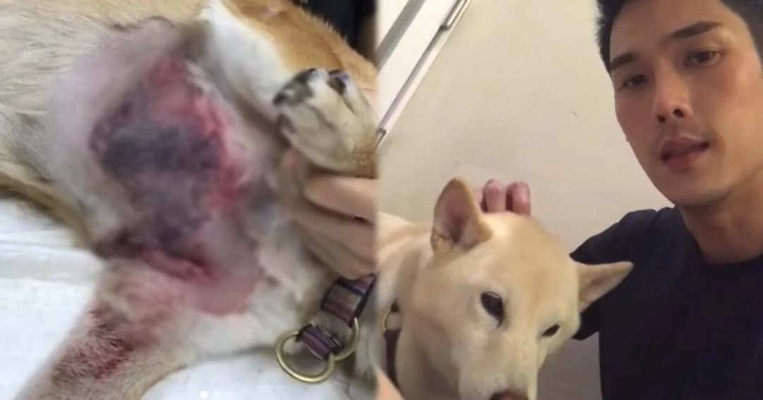 กันต์ กันตถาวร เดือด! หลังสุนัขสุดรักโดนพิทบูลข้างบ้านขย้ำแผลเหวอะ