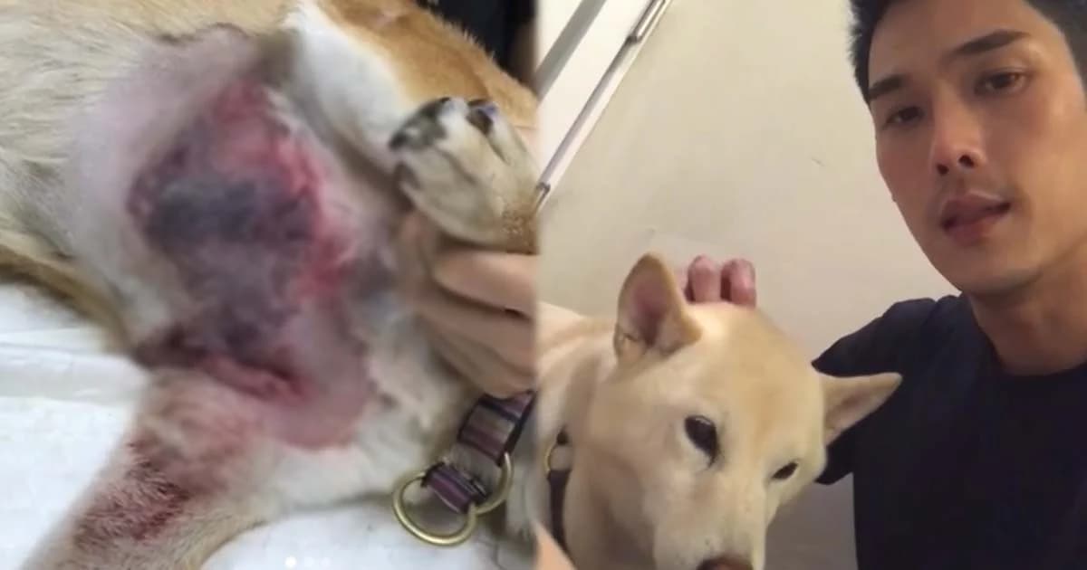 กันต์ กันตถาวร เดือด! หลังสุนัขสุดรักโดนพิทบูลข้างบ้านขย้ำแผลเหวอะ