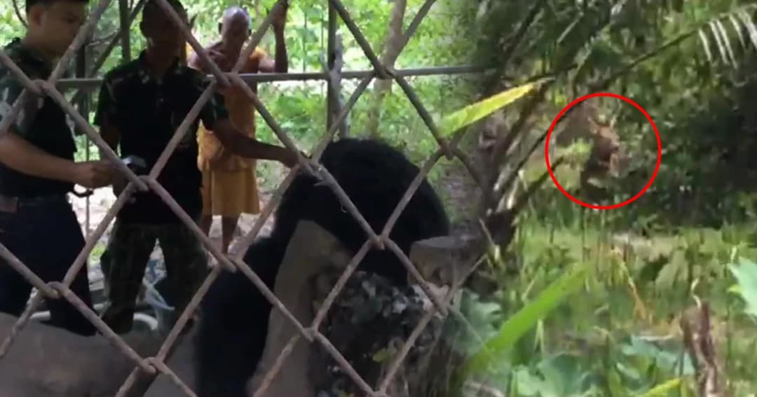 ค้น‘วัดอ้อน้อย’รอบสอง พบยาสมุนไพร-สัตว์ป่าคุ้มครองหลายชนิด