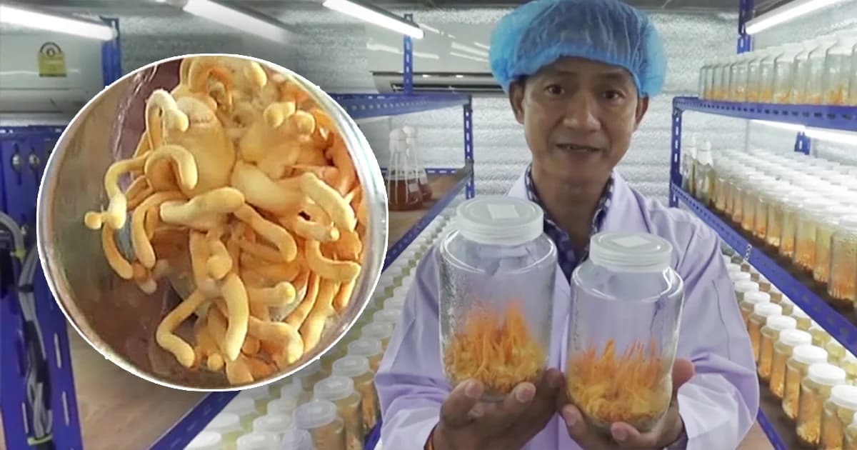 นายทหารเรือหัวใส เพาะ “เห็ดถั่งเช่าสีทอง” ขายกิโลกรัมละ 7 หมื่น