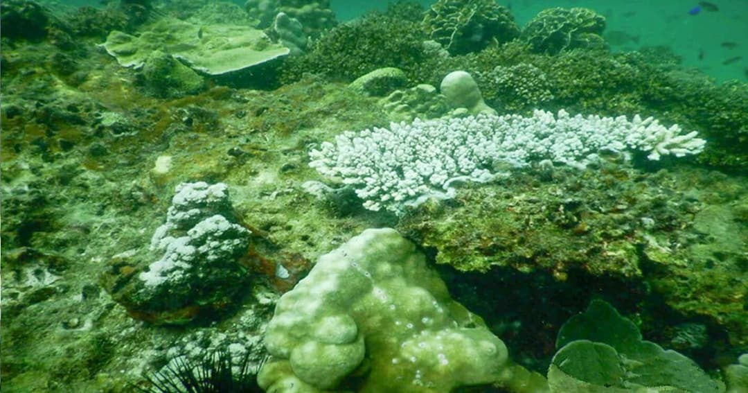 ครูดำน้ำเศร้า ! ปะการังเริ่มฟอกขาว เกาะยาวาสัม ใกล้ทะเลแหวก