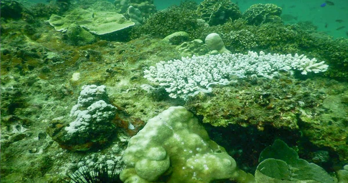 ครูดำน้ำเศร้า ! ปะการังเริ่มฟอกขาว เกาะยาวาสัม ใกล้ทะเลแหวก