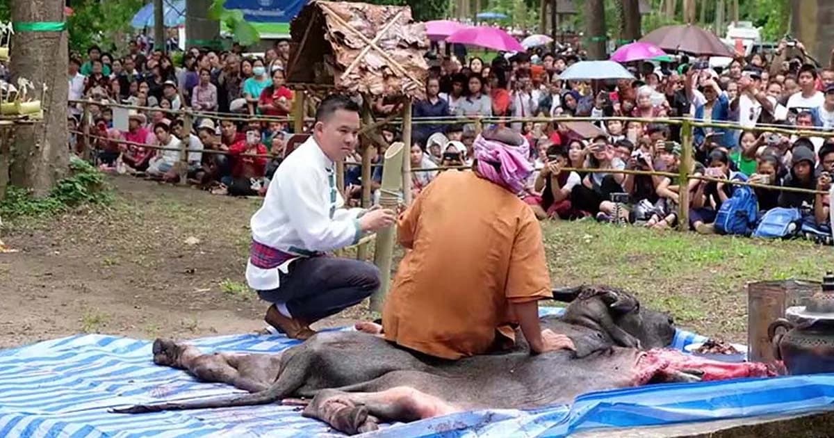 เซ่นวิญญาณปู่แสะ-ย่าแสะ ร่างทรงกินเนื้อควายดิบ ประเพณีโบราณคู่เชียงใหม่