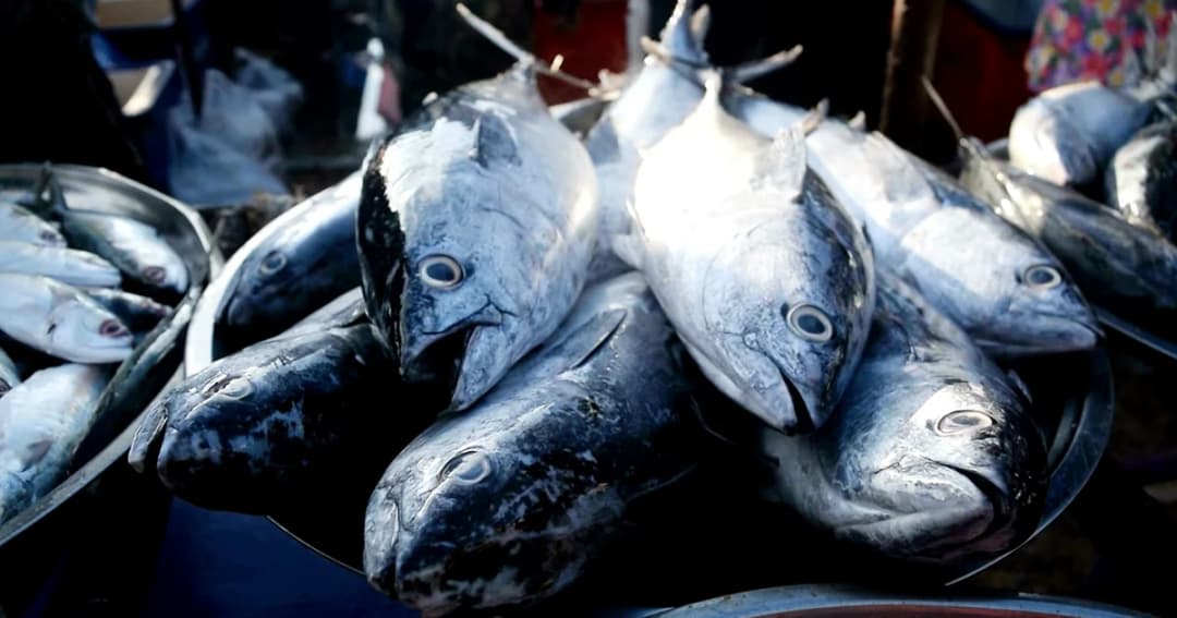 ผู้ค้าโอด ‘อาหารทะเลแพงขึ้น’ ทำลูกค้าลด เหตุต้นทุนสูง