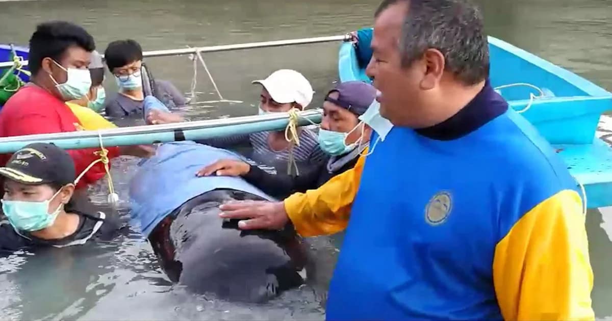 วาฬนำร่องครีบสั้น หนัก 500 กก. ป่วยหนัก เกยตื้นที่สงขลา ทีมสัตวแพทย์เร่งช่วย