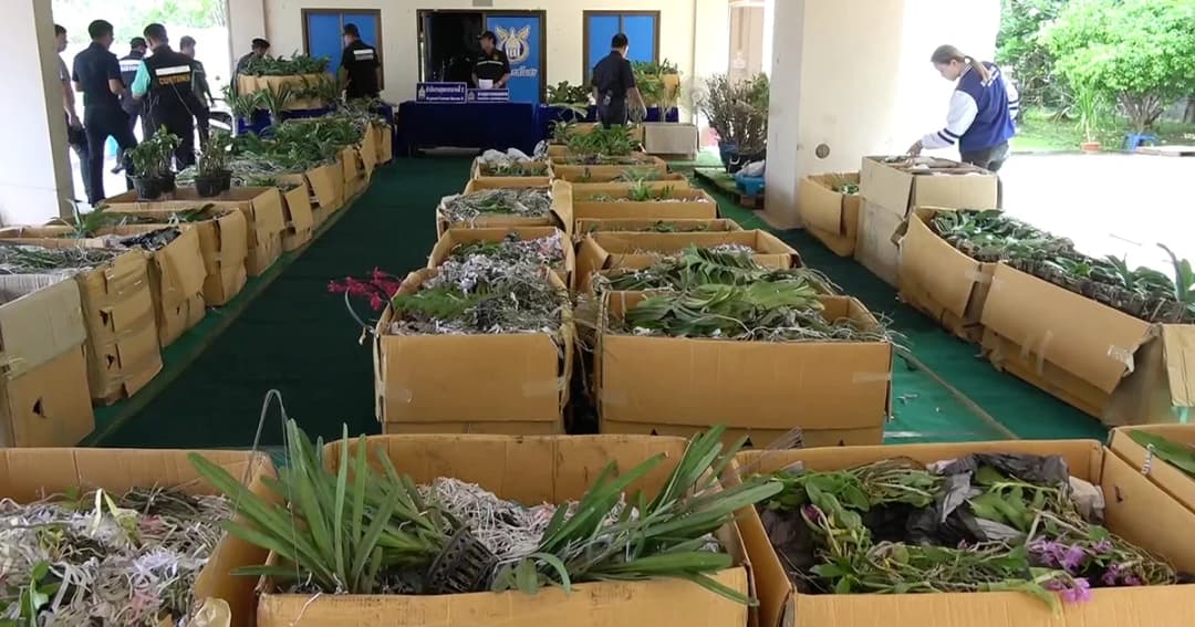 ศุลกากรหนองคาย ยึด ‘กล้วยไม้’ ลอบส่งออกกว่า 6,000 ต้น