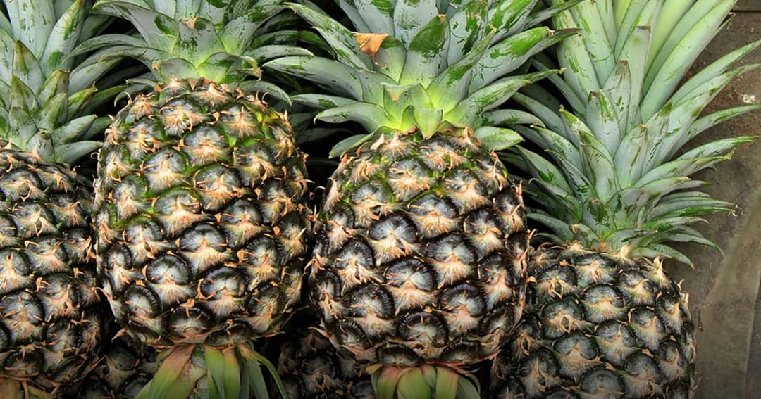 จ.เลย แห่ซื้อ ‘สับปะรด’ ช่วยเกษตรกร หลังราคาตกฮวบ