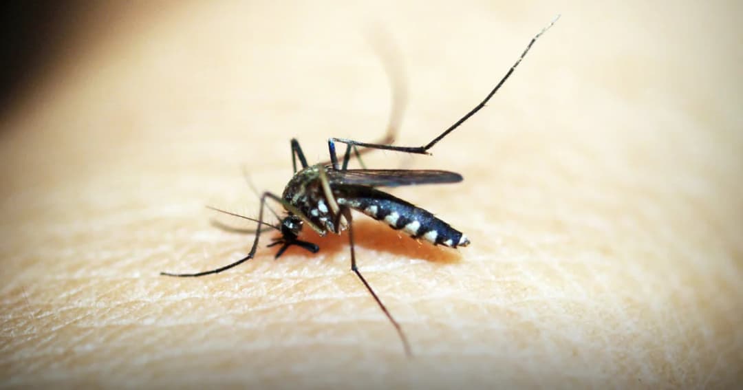 ระวัง ! ไข้เลือดออกระบาดหนัก เสียชีวิตแล้ว 16 ราย