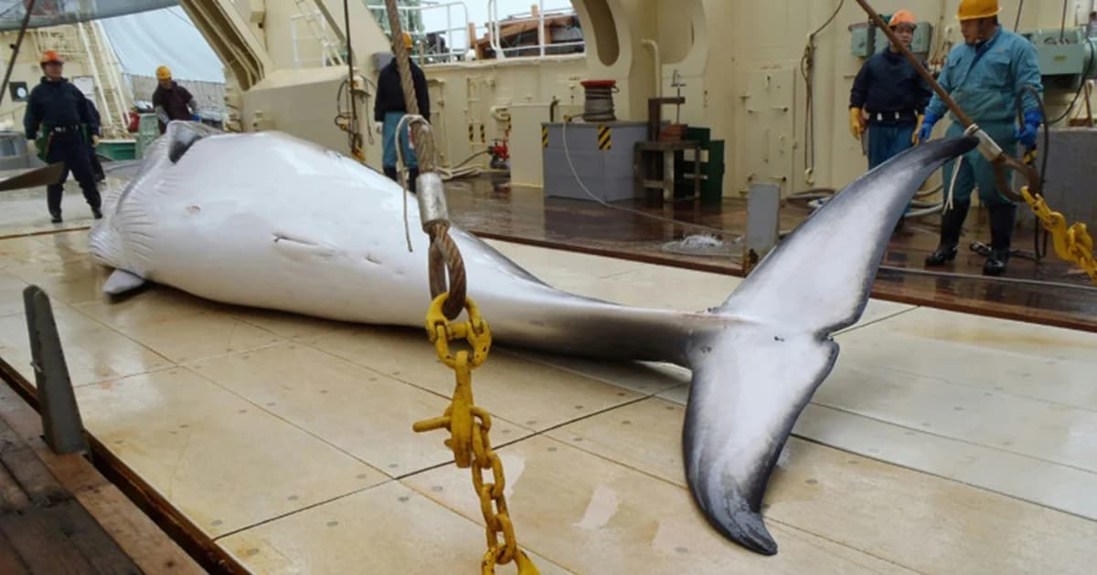 ญี่ปุ่นฆ่าวาฬมิงค์ตั้งท้องกว่า 122 ตัว นักอนุรักษ์ประณาม “น่ารังเกียจมาก”