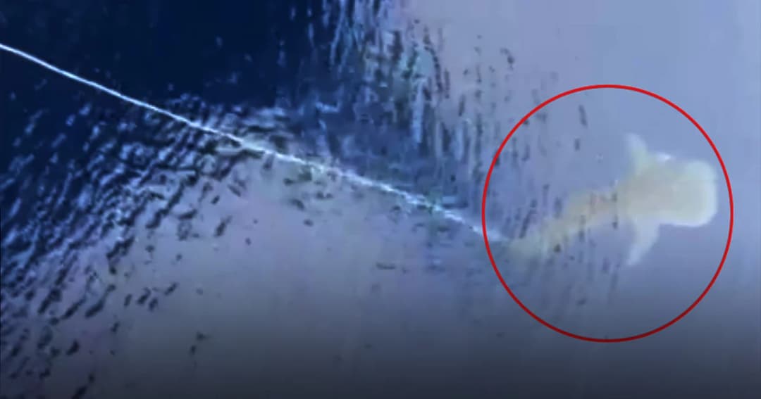 สงสาร ! พบฉลามวาฬถูกเชือกยาว 10 เมตร รัดหาง ใกล้แท่นขุดเจาะอ่าวไทย