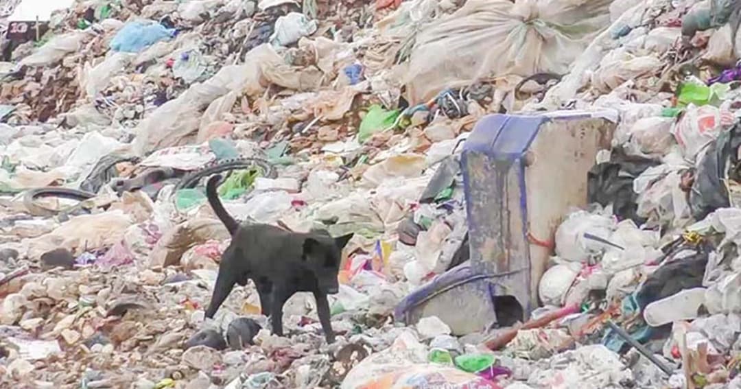 กรมอุตสาหกรรมตื่น ออกคำสั่ง จ.ตรัง สอบขยะมีพิษ