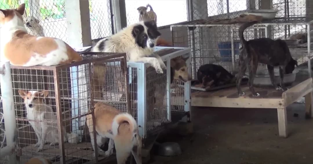 แห่ทิ้งหมาเต็มวัด ! พระต้องแบกภาระ อาหาร-เงิน-ยา หมดเกลี้ยง หมาล้มตายเป็นเบือ