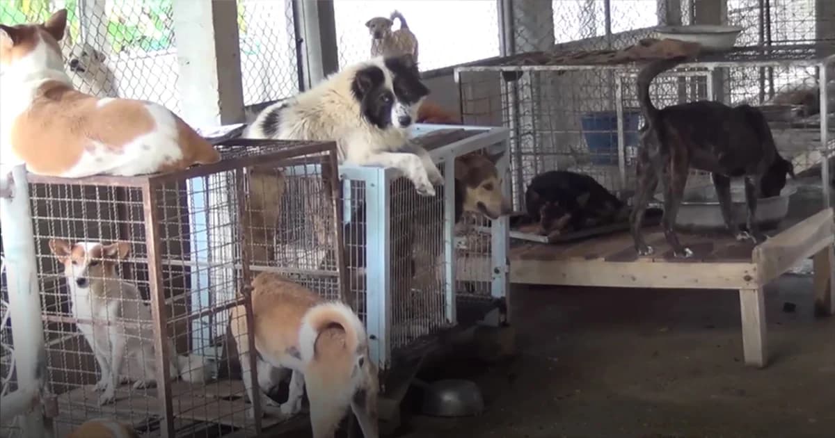 แห่ทิ้งหมาเต็มวัด ! พระต้องแบกภาระ อาหาร-เงิน-ยา หมดเกลี้ยง หมาล้มตายเป็นเบือ