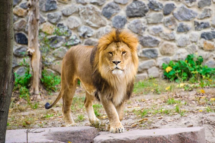 ตำรวจเยอรมันจับเสือ-สิงโต ที่หลุดจากสวนสัตว์ได้แล้ว