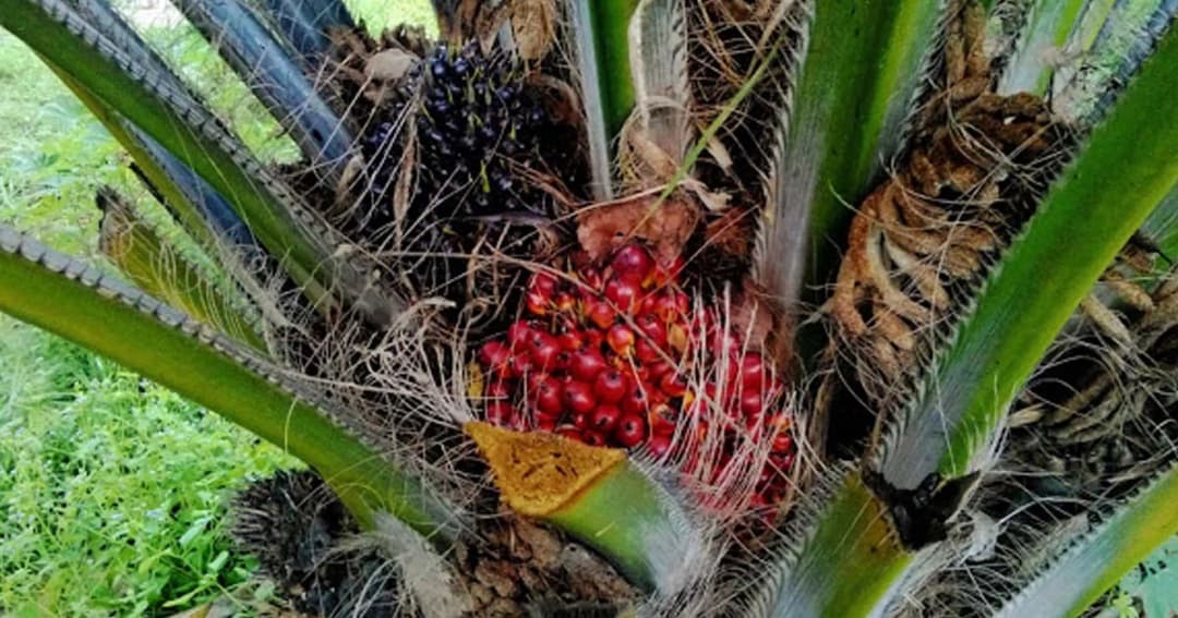 ชงครม.แก้ปัญหาราคาน้ำมันปาล์มตก เล็งเพิ่มส่งออก 50,000 ต่อเดือน