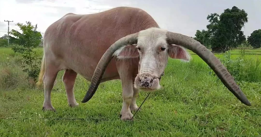 ชาวบ้านฮือฮา ! ควายเพศเมียเขางอยาวสุดแปลก เชื่อเป็น “นางพญาควายเผือก”