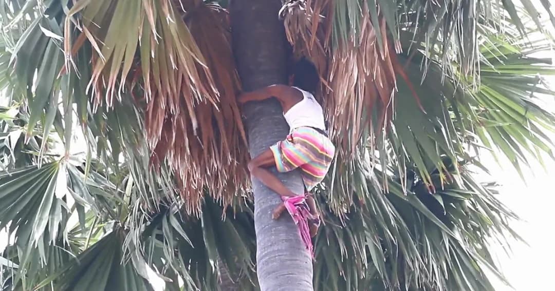 ตาวัย 74 ฉายา ‘เฒ่าตีนตุ๊กแก’ ปีนเก็บตาลขายเลี้ยงชีพ