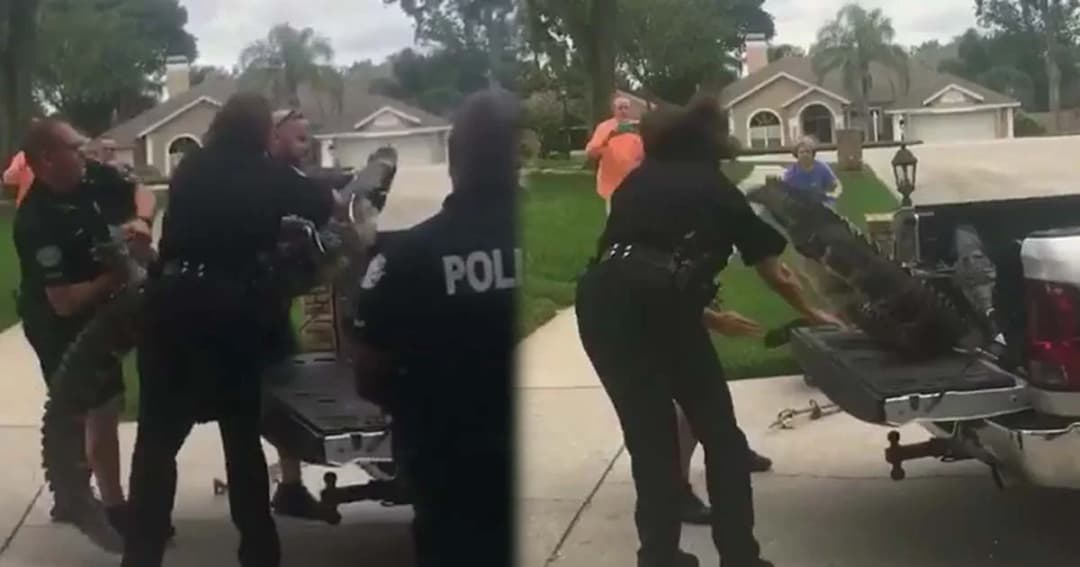 จระเข้ ขัดขืนขณะถูกจับ ‘โหม่งหัว-ฟาดหาง’ ใส่มนุษย์สลบคาที่