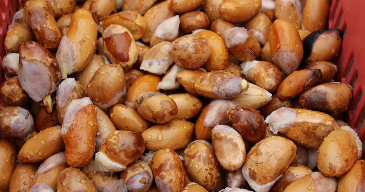 เมล็ดทุเรียนมีค่า! ขายได้ราคาสูง กิโลกรัมละ 80 บาท