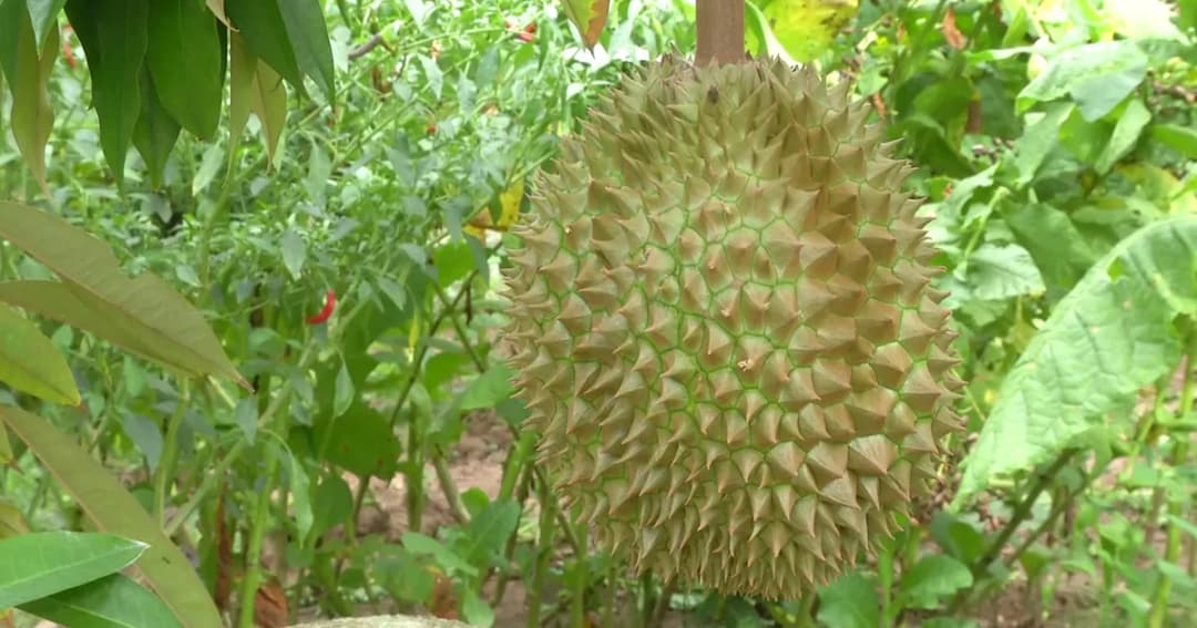 จองหมดสวน ! ทุเรียนหมอนทองทดลองปลูกที่พิจิตร