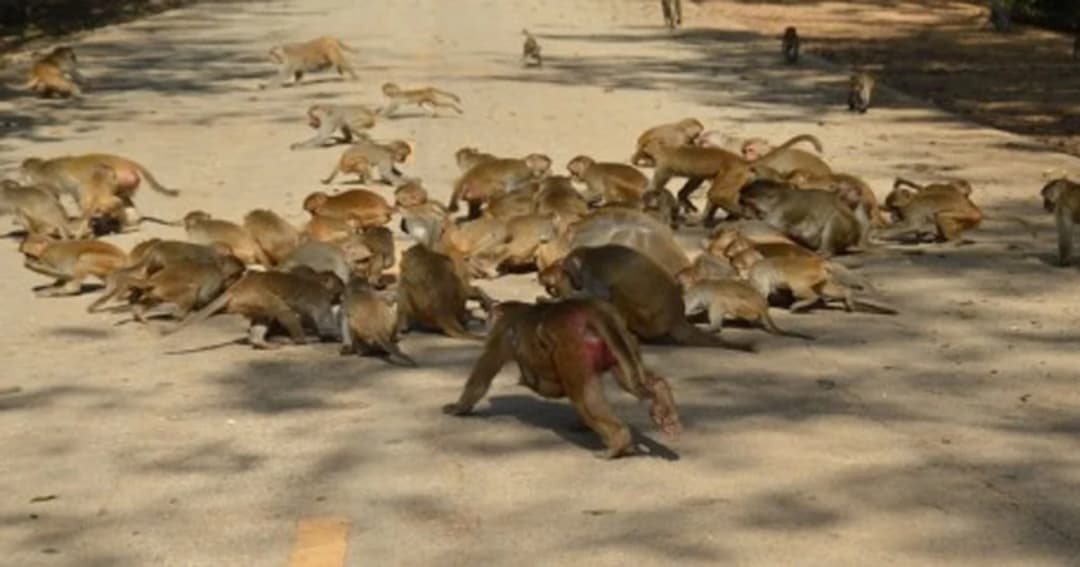 วอนหน่วยงาน แก้ปัญหาลิงขยายพันธุ์เต็มวัดถ้ำผาหมากฮ่อ