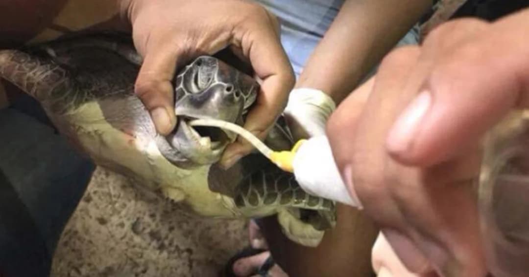 ตะลึง! พบถุงพลาสติก-หนังยาง ขยะทะเลในท้องเต่าตนุ